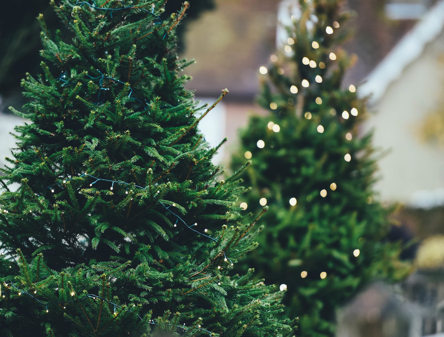 Fresh Christmas trees at Bella's tree lot