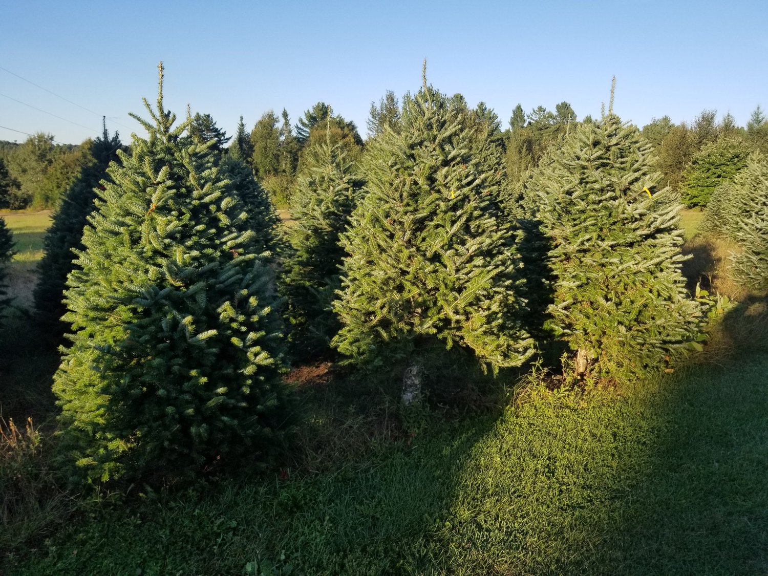 Bella tree selection