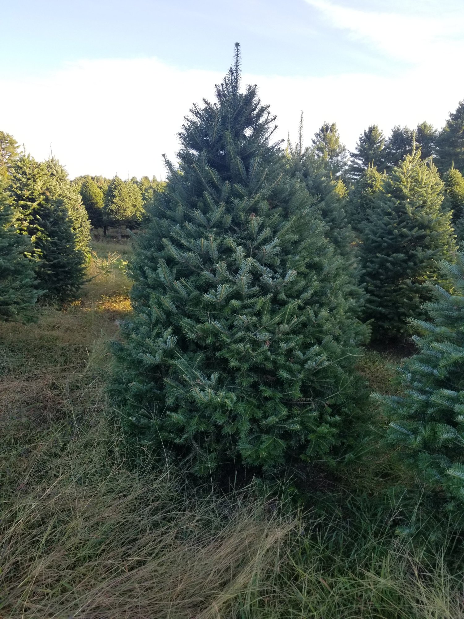 Fresh holiday trees