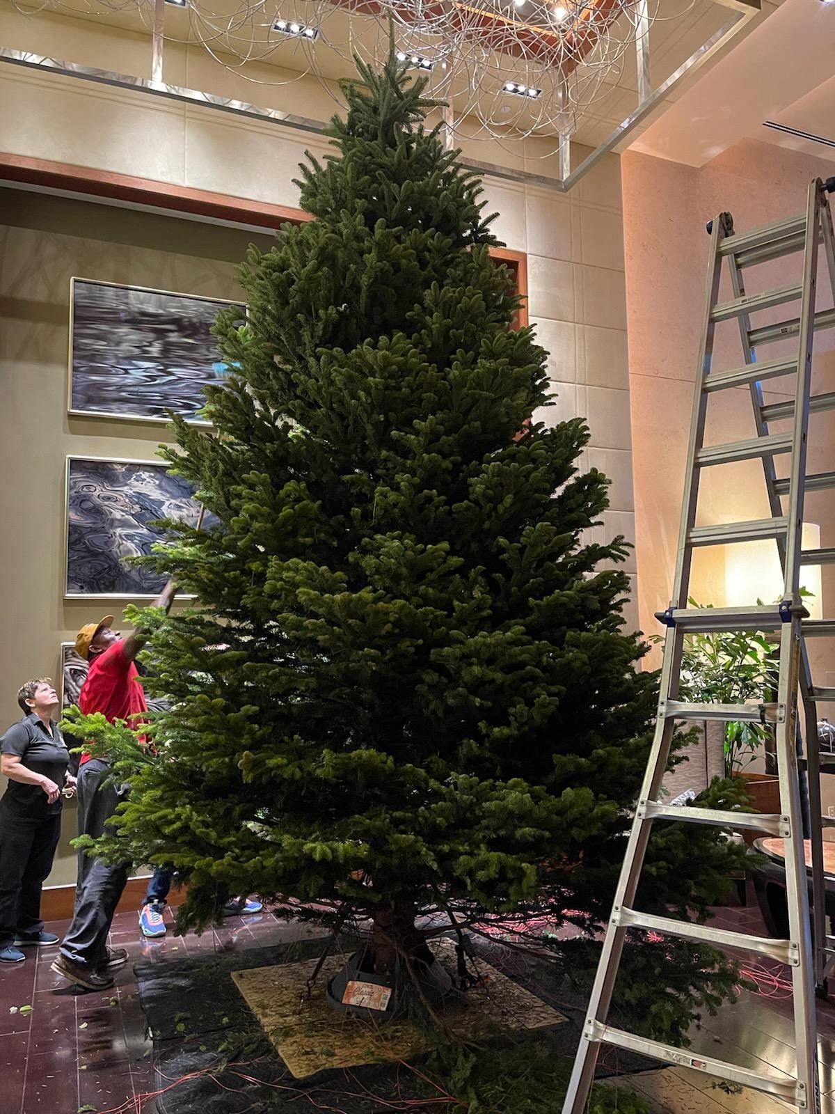 Fresh Christmas trees