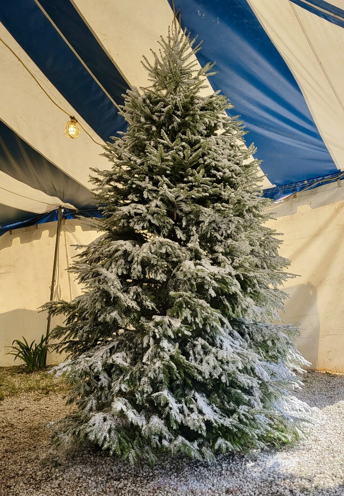 Bella Christmas Trees gallery