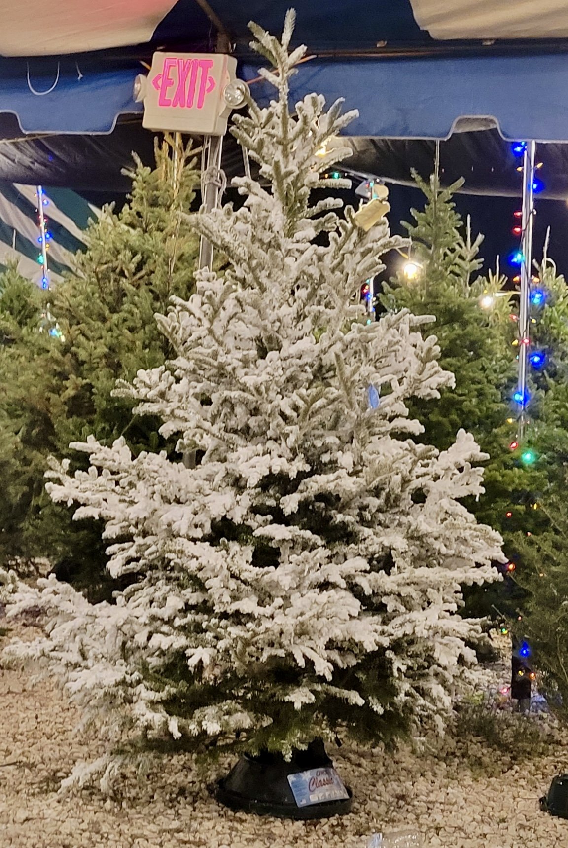 Christmas tree display