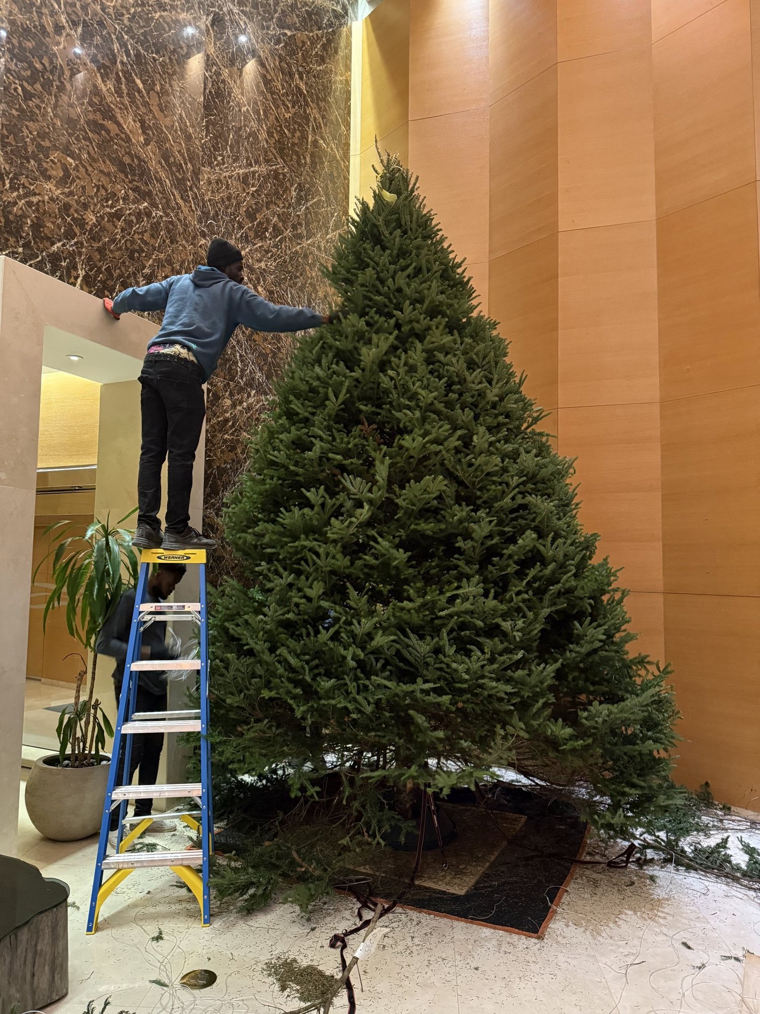 Christmas trees ready for South Florida homes